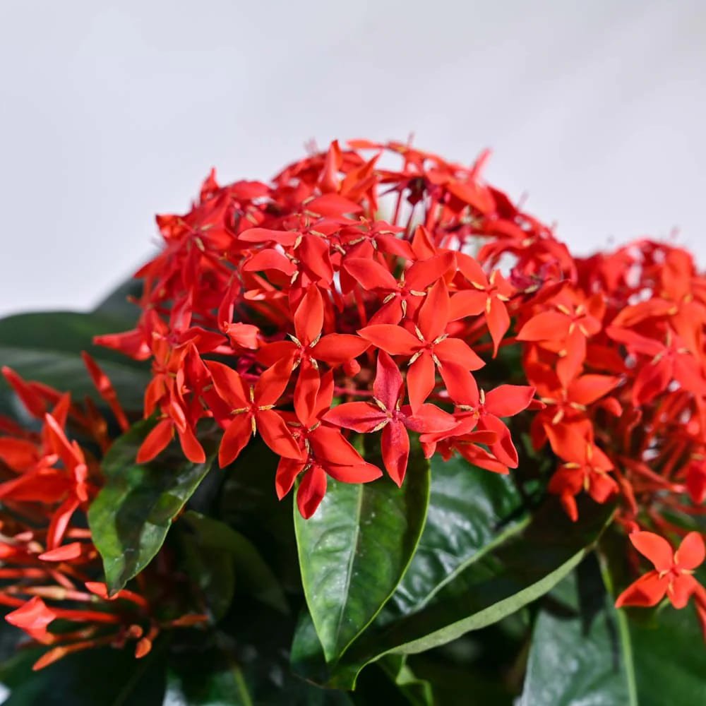  Ixora Red